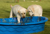 puppy at pools