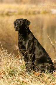 conditioning sporting dogs